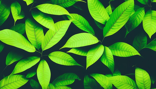 Fondo de hojas verdes Tono de color de hojas verdes oscuro por la mañana