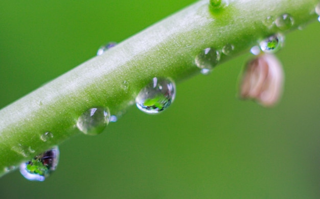 Foto fondo de hojas verdes tropicales concepto de verano