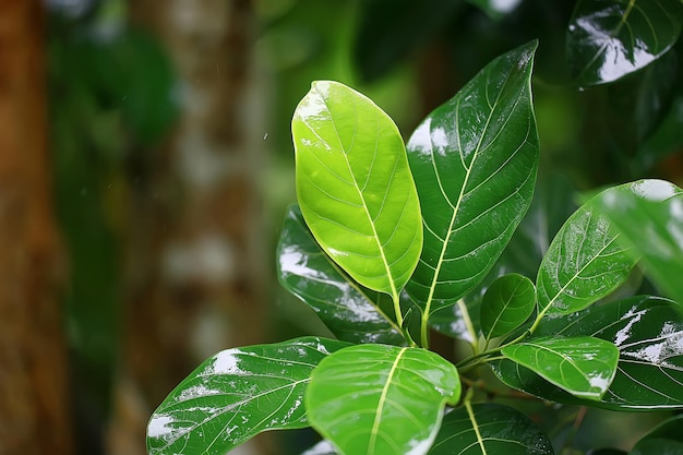 fondo de hojas verdes tropicales / fondo de selva tropical de naturaleza abstracta