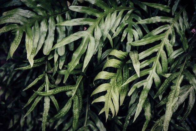 Foto fondo de hojas verdes tropicales