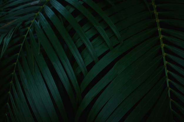 Fondo de hojas verdes. El verde deja el tono del color oscuro en la mañana.