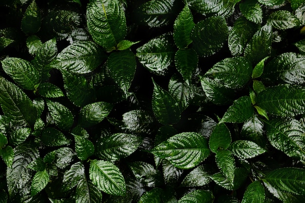 Fondo de hojas verdes. El verde deja el tono del color oscuro en la mañana.