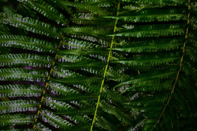 Fondo de hojas verdes. El verde deja el tono del color oscuro en la mañana.