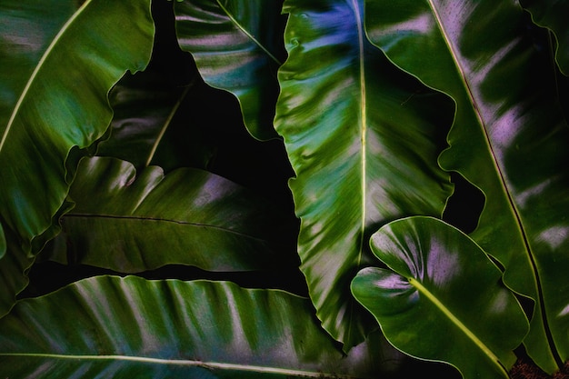 Fondo de hojas verdes. El verde deja el tono de color oscuro en la mañana.