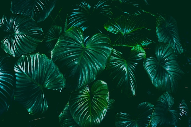 Foto fondo de hojas verdes. el verde deja el tono del color oscuro en la mañana.