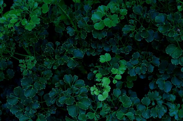 Fondo de hojas verdes. El verde deja el tono del color oscuro en la mañana.