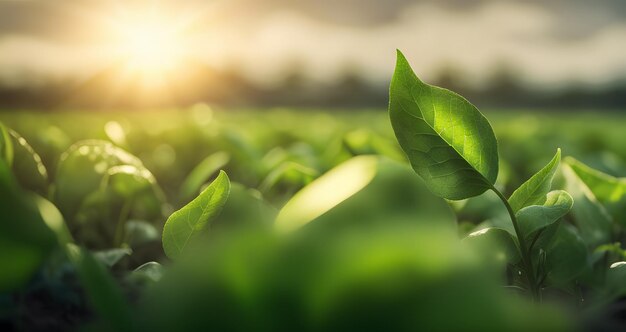 Fondo de hojas verdes