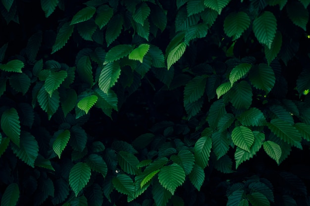 Fondo de hojas verdes