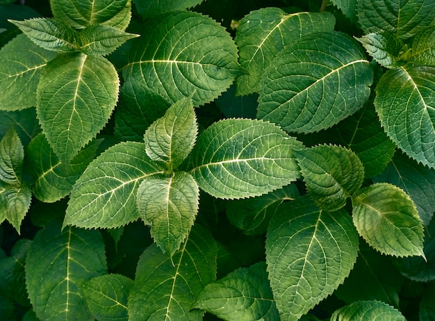 Fondo de hojas verdes.