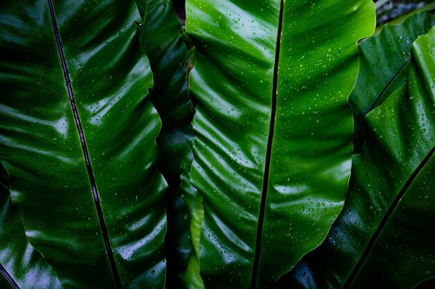 Fondo de hojas verdes