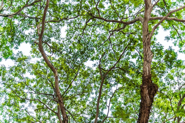 Fondo de hojas verdes