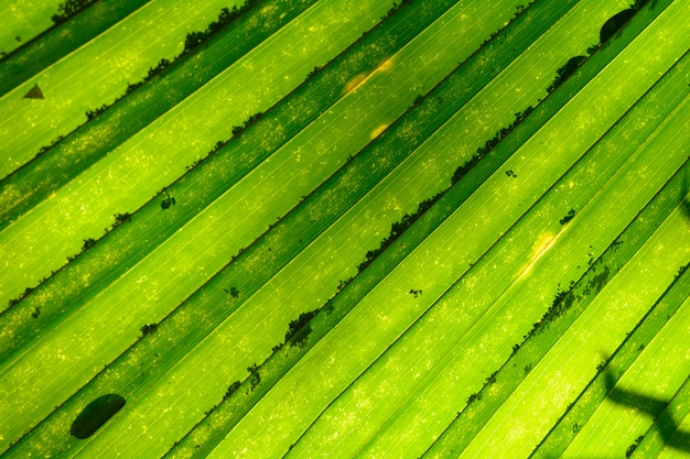 Fondo de hojas verdes