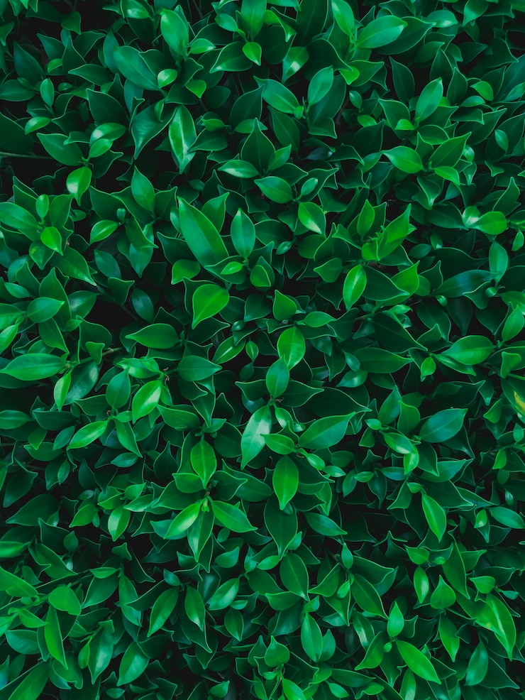 Foto fondo de hojas verdes.
