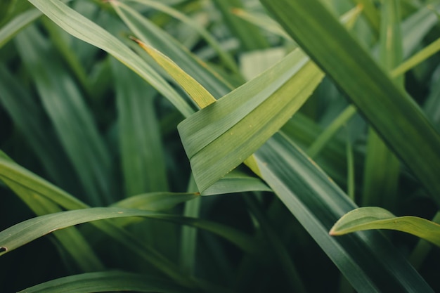 Fondo de hojas verdes