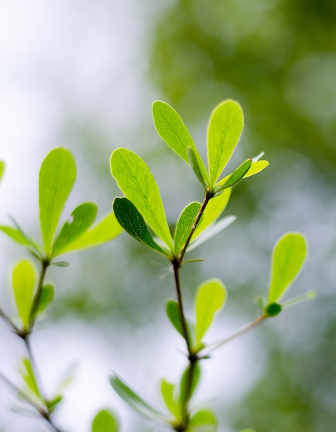 Foto fondo de hojas verdes