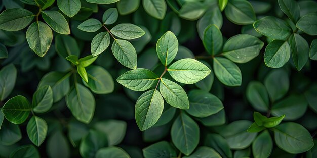 Foto fondo de hojas verdes