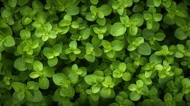 Fondo horizontal de hierbas aromáticas de orégano