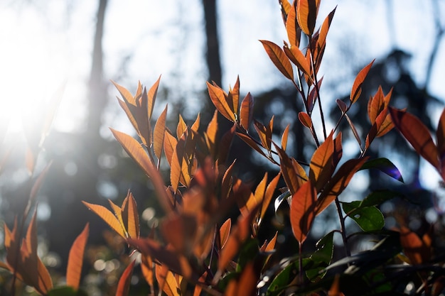 Fondo horizontal de hojas de naranja en otoño