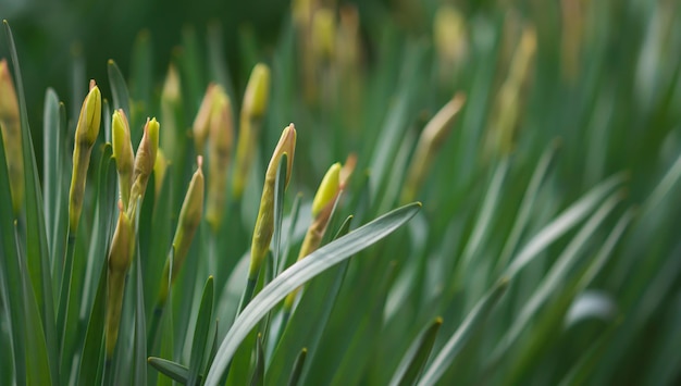 Fondo horizontal de narcisos en flor en tallos verdes enfoque selectivo