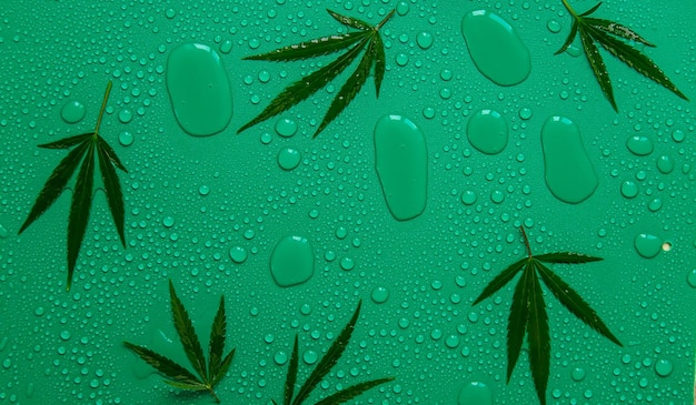 Fondo húmedo con hojas de cannabis Enfoque selectivo