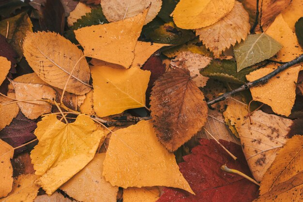 Fondo húmedo de otoño hola concepto de octubre Hojas coloridas caídas y vista superior