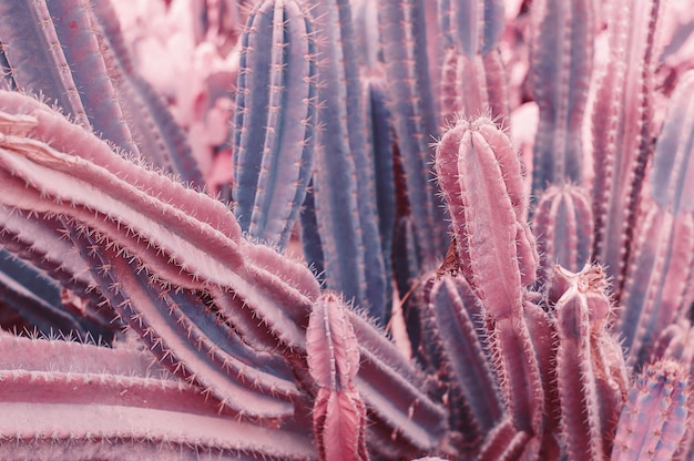 Fondo con imagen en tonos de cactus Saguaro