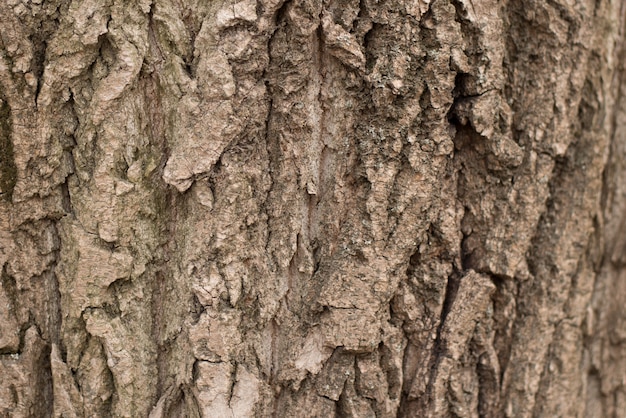 Fondo inconsútil de la corteza de árbol. textura marrón tileable del viejo árbol.