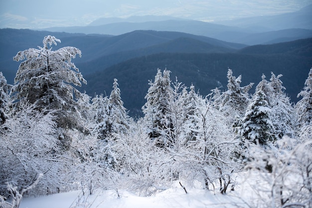 Fondo invernal de nieve y escarcha con espacio libre para tu paisaje decorativo en invierno