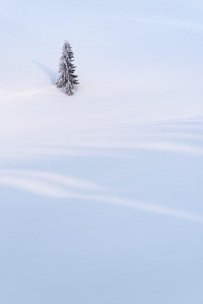 Fondo de invierno con un abeto solitario en un campo de nieve. Ladera cubierta de nieve