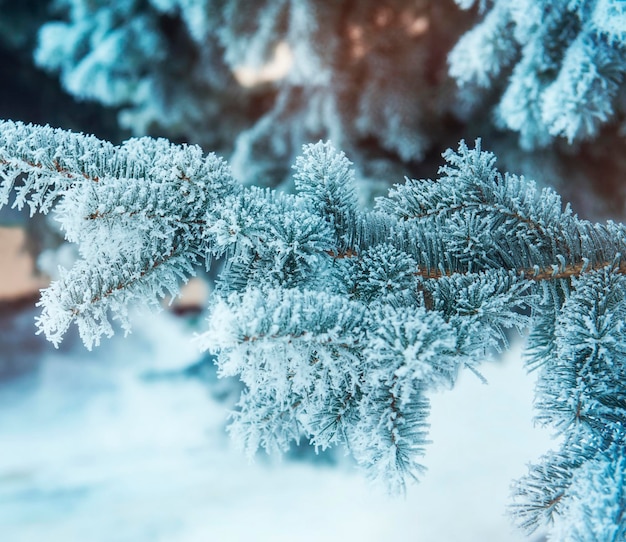 Fondo de invierno con árbol cubierto de nieve