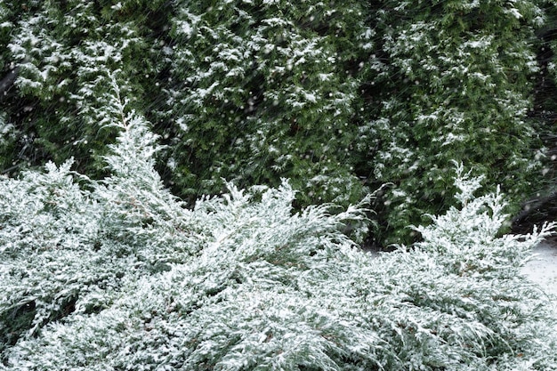 Fondo de invierno con arbusto de abeto cubierto de nieve