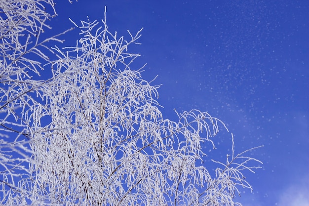 Fondo de invierno azul con copos de nieve y enfoque selectivo abedules helados en un día soleado