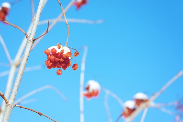 Fondo de invierno con bayas viburnum rojo nevado