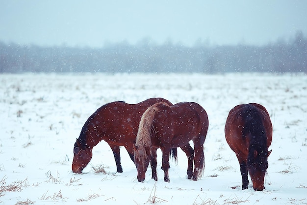 Fondo de invierno borroso abstracto, caballos en un paisaje de campo nevado, nieve en una granja