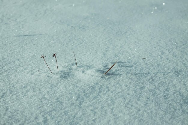 Fondo de invierno con campo de nieve