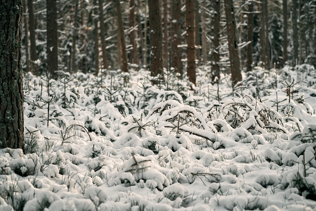 Fondo de invierno cerca de la rama de pino esmerilado en un día de nieve con espacio de copia