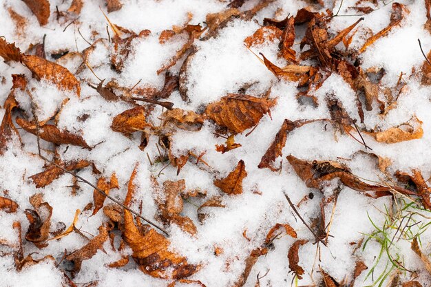 Fondo de invierno con hojas secas caídas cubiertas de nieve