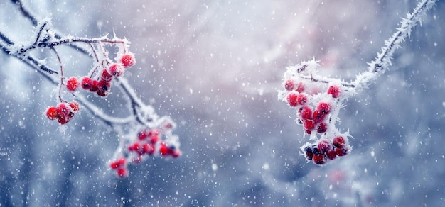 Fondo de invierno Navidad y año nuevo con ramas cubiertas de escarcha de fresno de montaña con frutos rojos