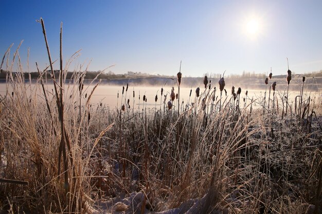 Fondo de invierno de nieve fresca en la naturaleza