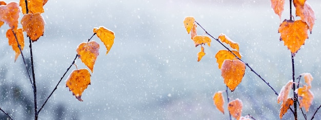 Fondo de invierno y otoño con hojas de abedul cubiertas de escarcha, panorama