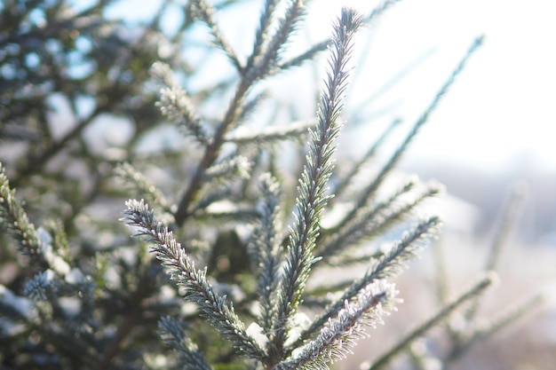 Fondo de invierno con ramas de abeto cubiertas de nieve.