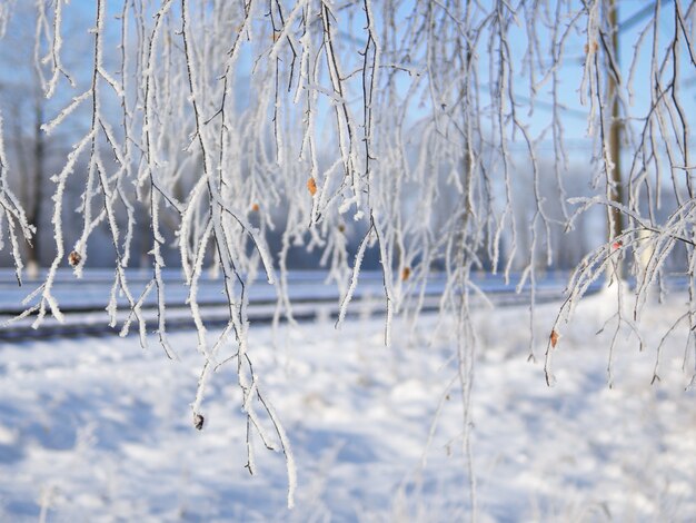 Fondo de invierno Las ramas del árbol en la escarcha