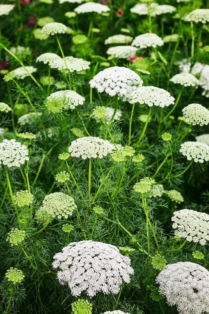 Foto fondo de jardín de flores blancas en verano lecho de flores con flor de encaje ammi majus y hierba jardinería y hermoso paisaje enfoque selectivo