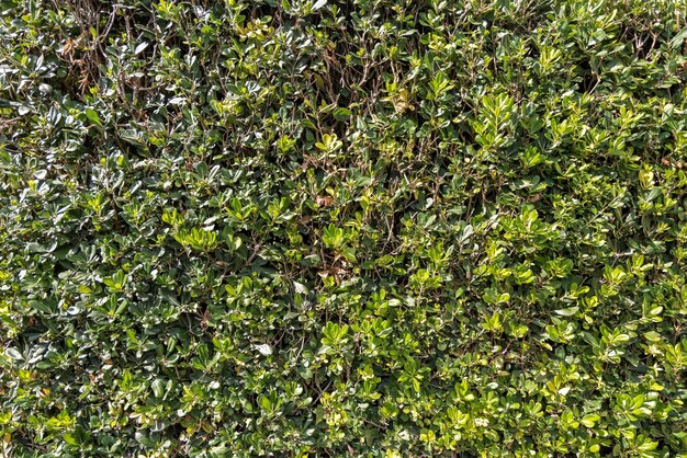 Fondo en un jardín de hojas verdes en verano