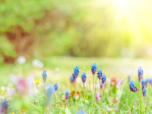Fondo de jardín de primavera con flores de miscari en un día soleado