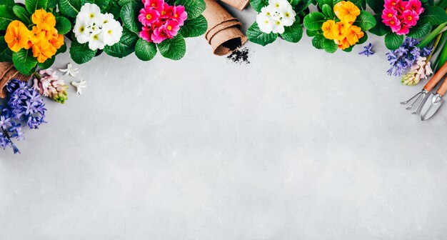 Foto fondo de jardinería flores de jacinto y primula con herramientas de jardín sobre fondo de piedra gris