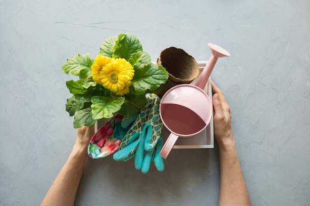 Fondo de jardinería con gerberas amarillas y peajes.