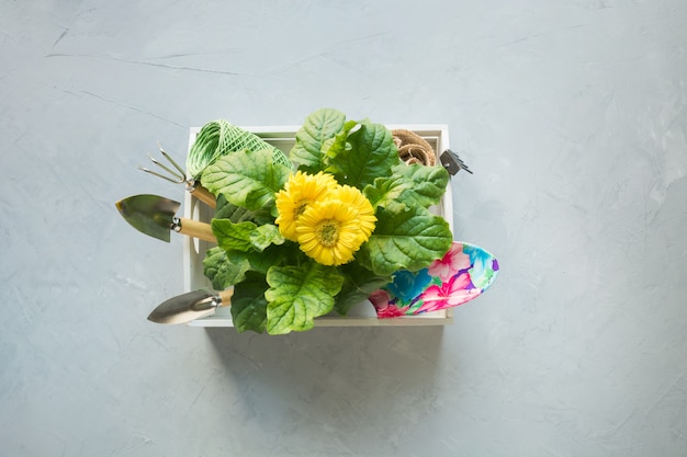 Fondo de jardinería con gerberas amarillas y peajes.