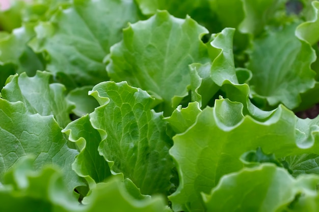 Fondo de jardinería con plantas de ensalada verde de cerca