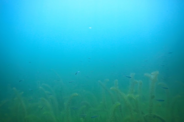 fondo del lago agua bajo el agua resumen / agua dulce fondo de buceo naturaleza fondo del ecosistema submarino